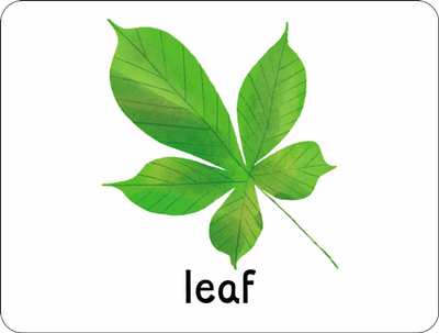 Example of a flashcard from Lots to Spot Flashcards Nature, showing a green leaf, by children's publisher Miles Kelly