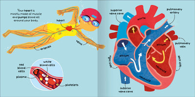 Big Words for Little Experts Body sample page by Miles Kelly Children's Books. Shows illustrations of a person swimming, with their heart, arteries and veins labelled. Plus illustrations of red blood cells and the heart.