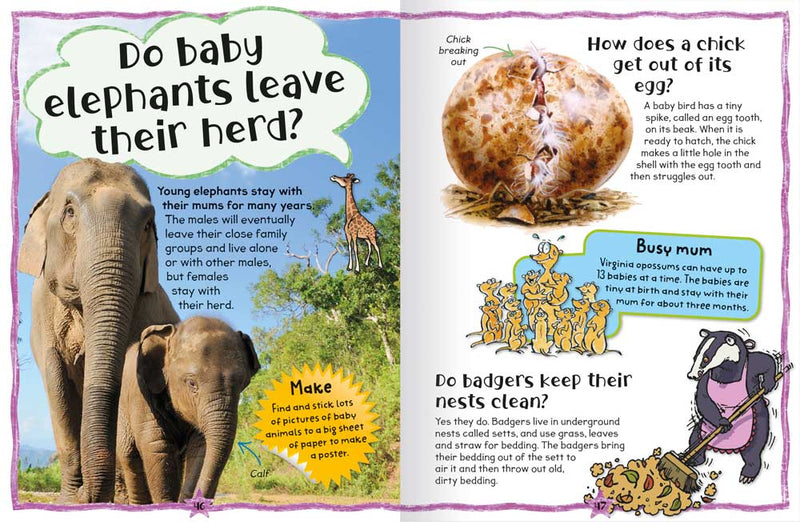 My First Questions and Answers Animals sample page by Miles Kelly. Shows questions Do baby elephants leave their herd?, How does a chick get out oof its egg?, and Do Badgers keep their nests clean? - with accompanying photos and illustrations.
