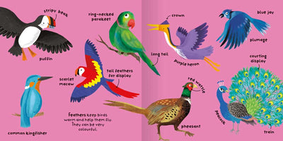 Big Words for Little Experts: Birds sample page by Miles Kelly. The illustrations shows lots of birds and their feathers such as parrot and tail feathers, blue jay and plumage, and heropn and crown.