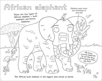 Ultimate Colour-in Animals sample page by Miles Kelly Children's Books. The page shows a black-and-white illustration of an African elephant squirting water, ready to be coloured in by a child.