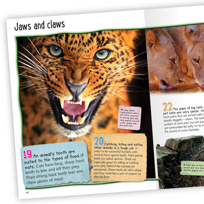 100 Facts Big Cats