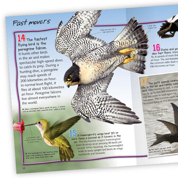 100 Facts Birds book for kids aged 6 Miles Kelly