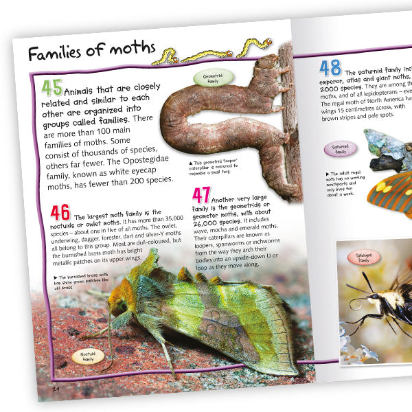 100 Facts Butterflies and Moths