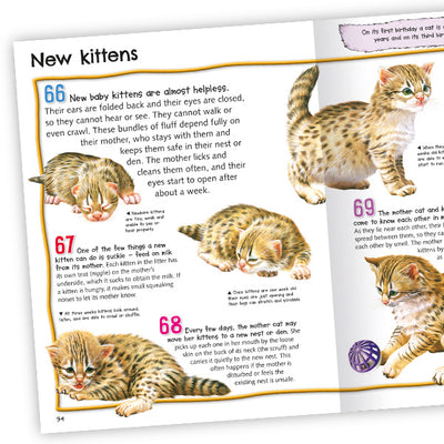 100 Facts Cats and Kittens