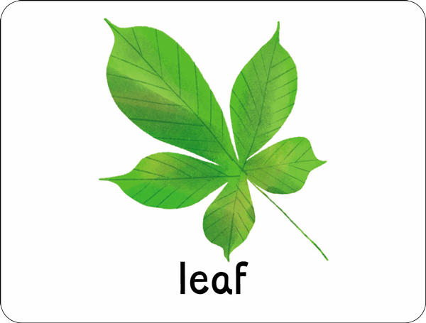 Example of a flashcard from Lots to Spot Flashcards Nature, showing a green leaf, by children&