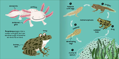 Big Words for Little Experts Animals example page by Miles Kelly Children's Books. The page shows illustrations of amphibians including an axolotl, toad and frog. As well as the life cycle of a frog, from spawn to tadpole to froglet to frog.