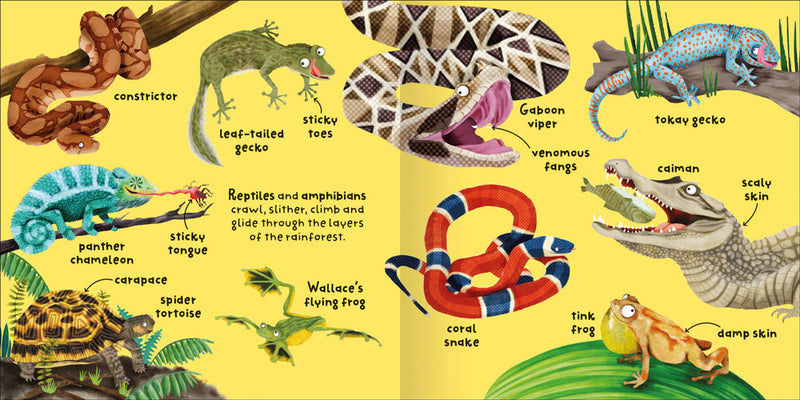 Big Words for Little Experts Rainforests sample page by Miles Kelly. The pages are about reptiles and amphibians, and shows illustrations of snakes, geckos, caimans and frogs.