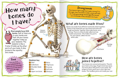 My First Fun Book of Questions and Answers sample page by Miles kelly. Shows a page about the human skeleton and bones, answering why we have bones and what they are made from, with accompanying illustrations.