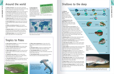 6000 Awesome Facts book sample page by Miles Kelly. Shows a spread about sharks, with detailed facts and photos.