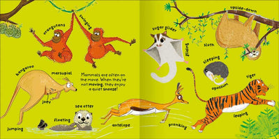 Big Words for Little Experts: Mammals sample pages by Miles Kelly. Shows how mammals move, such as swinging ornagutans, jumping kangaroos and a leaping tiger.