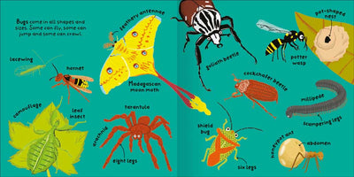 Big Words for Little Experts: Bugs sample page by Miles Kelly. The illustrations are of bugs and their features, such as a moth with feathery antennae, a millipede with scampering legs, and an arachnid with eight legs.
