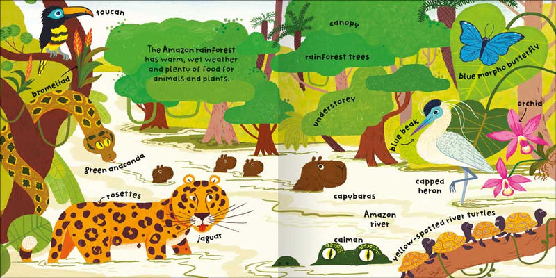 Big Words for Little Experts: Habitats sample pages by Miles Kelly. The illustrations are about the Amazon Rainforest, with a green anaconda, toucan, capybara, caiman and more.