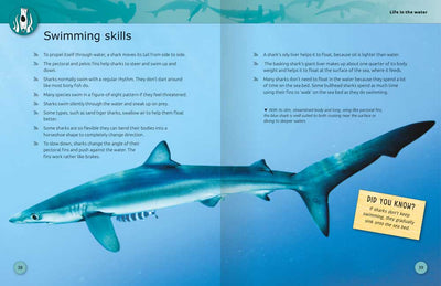 Super Facts Sharks sample page by Miles Kelly Children's Books. The sample page shows a blue shark swimming and describes swimming skills.