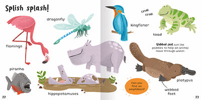 The image shows two facing pages titled Splish splash! from inside 100+ First Words Animals. On a white background, we see a pink flamingo, a grey and orange piranha with sharp teeth, a blue dragonfly, a blue and orange kingfisher, and a green toad, and a brown platypus. There are two hippos – one standing and one in mud. A short paragraph explains that webbed feet help animals move through the water and a question on an orange panel asks the reader: can you find an amphibian?