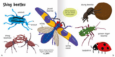 The image shows two inside-facing pages titled Shiny beetles from 100+ First Words Bugs. On a white background, there are artworks of a blue weevil, two fighting stag beetles, a colourful jewel beetle, a dung beetle pushing a ball of dung, a green tiger beetle and a ladybird. The weevil and jewel beetle are labelled: snout, wing and wing case. There is a short paragraph of text explaining male stag beetles fight with their jaws and a question on a green panel: which beetle do you think eats poo?