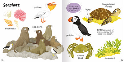 Image shows two inside facing pages from 100+ First Words In the Sea. The title of the spread is Seashore. Across the two pages are a collection of images on a white background – there are a group of sea lions, some colourful seashells, a pelican with its mouth open, a puffin, a loggerhead turtle laying eggs, a shore crab and some seaweed. On a small purple panel there is a question for the reader: how many legs does a crab have? And a short paragraph explaining that turtles lay their eggs on the beach.