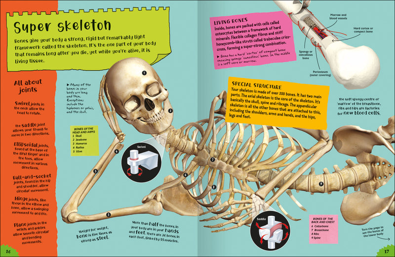 Project Body kids book by Miles Kelly. Inside spread about skeletons, with skeleton illustration.
