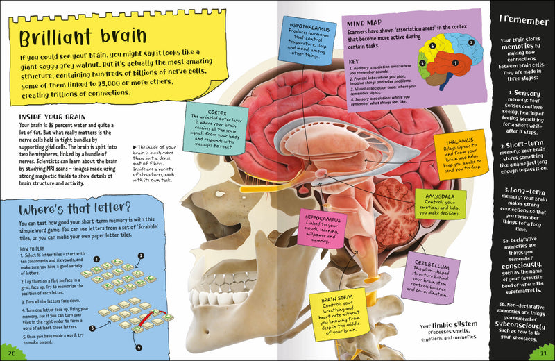 Project Body kids book by Miles Kelly. Inside spread about brains with brain diagram illustration.