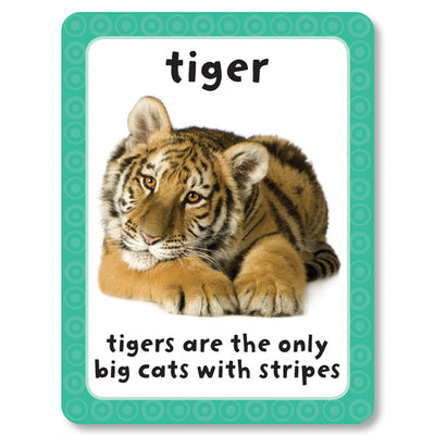 An image of an animal flashcard from Miles Kelly's Get Set Go Animals Flashcards set. There is an image of a "tiger" and a description of a tiger to help children learn about animals.